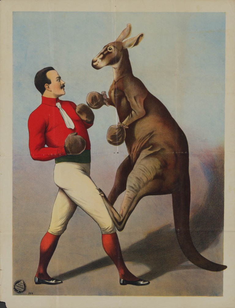Boxing Kangaroo Poster at James Deleon blog